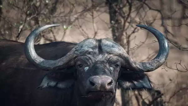 वनभैसों को गैरकानूनी तरीके से बंधक बनाया गया वनभैसों को गैरकानूनी तरीके से बंधक बनाया गया