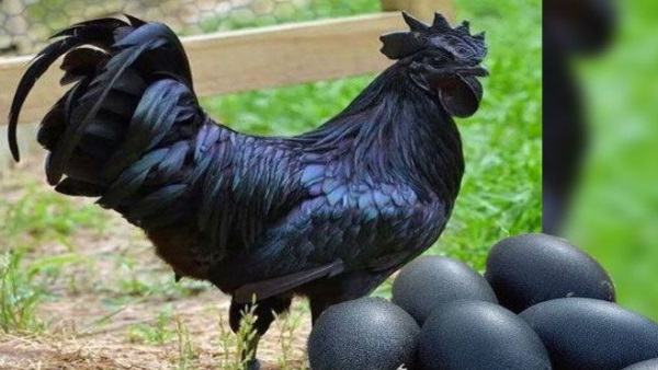 छत्तीसगढ़ सरकार दे रही है बढ़ावा