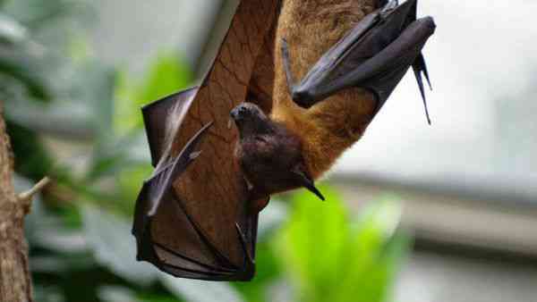 चमगादड़ पेश कर रहे हैं बड़ा खतरा-सीडीसी
