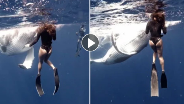 व्हेल बोट टूर के दौरान बेबी व्हेल ने टकरा गई लड़की
