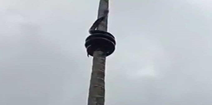 Video: Snake Python Climbing On tree, feel like Poll Dance, Video Viral on Social media Video: Snake Python Climbing On tree, feel like Poll Dance, Video Viral on Social media