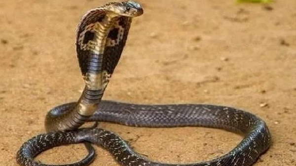 सड़क किनारे लड़ते हुए नजर आएं दोनों सड़क किनारे लड़ते हुए नजर आएं दोनों