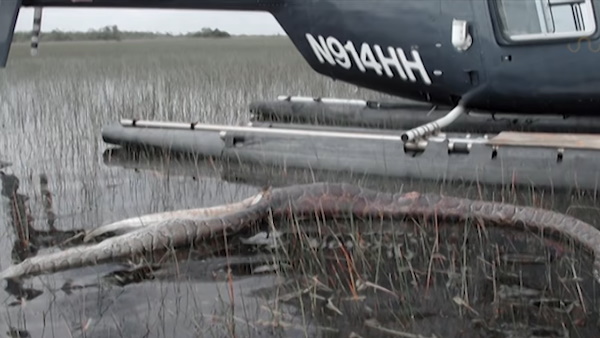 पेट फाड़कर बाहर निकली 'लाश'