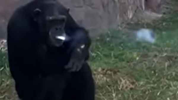 इस चिड़ियाघर में हैं बहुत से जानवर