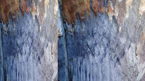 इसके 64 पैर हैं 