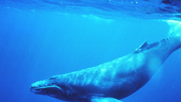 बाल बाल बची याना