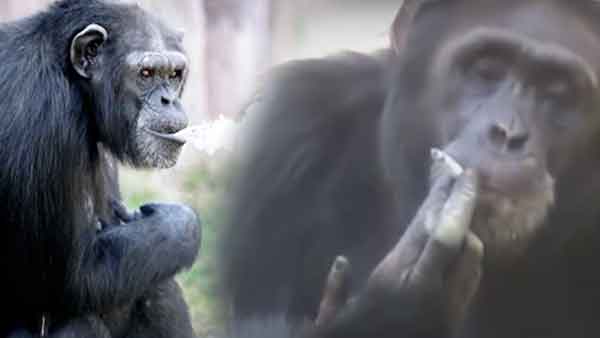 रोज 40 सिगरेट पीती थी मादा चिंपैजी