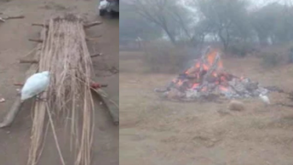  तीसरे की रस्म में भी दिखा बगुला