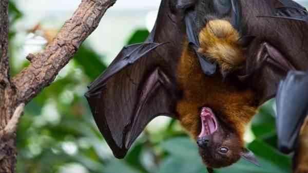 चमगादड़ों के काटने से कैसे बचें ?