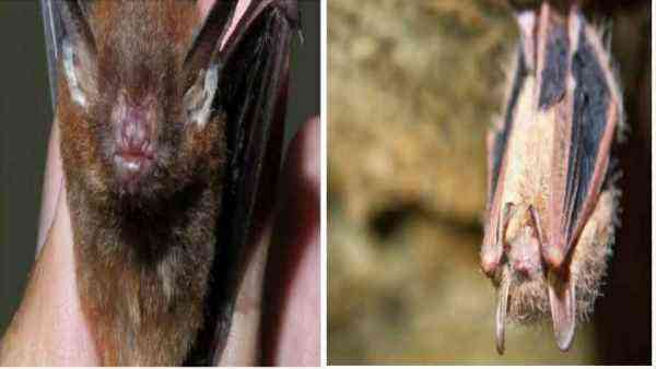 रेबीज से मौत रोके जा सकते थे