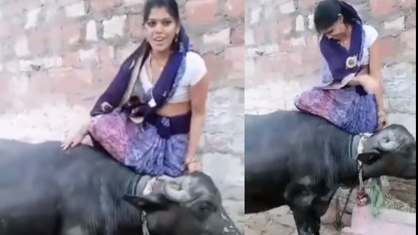 भैंस के साथ वीडियो बनाना पड़ा भारी भैंस के साथ वीडियो बनाना पड़ा भारी