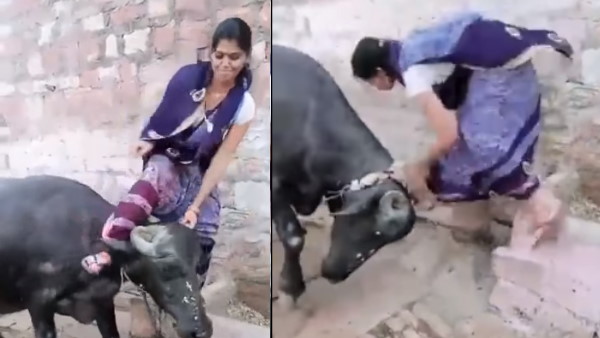 भैंस का मूड हुआ खराब भैंस का मूड हुआ खराब