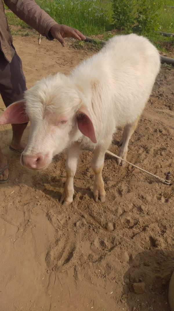 भैंस को सबसे ज्यादा पसंद है सफेद पाड़ा भैंस को सबसे ज्यादा पसंद है सफेद पाड़ा