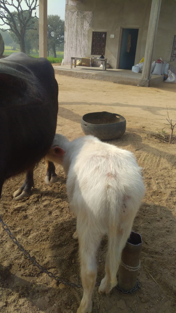 क्या कहते हैं पशु चिकित्सक क्या कहते हैं पशु चिकित्सक