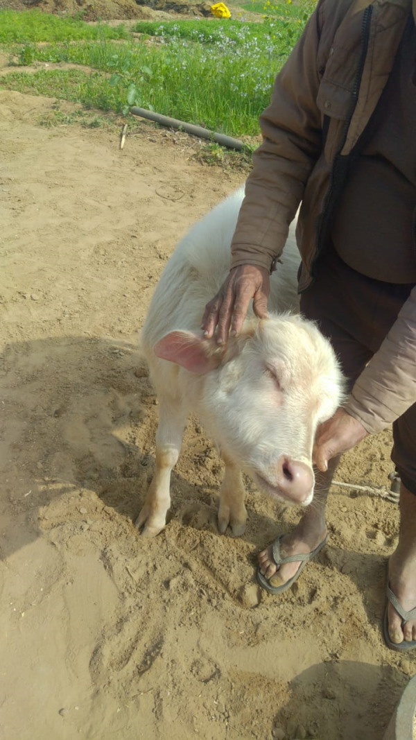 27 अक्टूबर को जन्मा था सफेद पाड़ा 27 अक्टूबर को जन्मा था सफेद पाड़ा