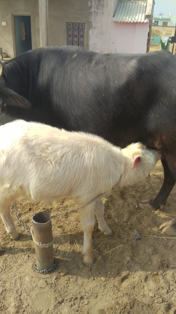 खरींटा की ढाणी में है सफेद पाड़ा खरींटा की ढाणी में है सफेद पाड़ा