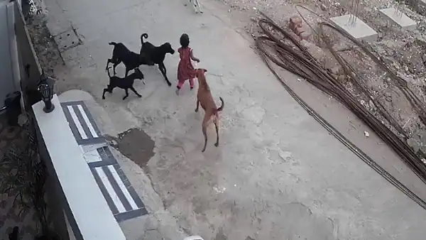Watch video 4 Year Old Girl Bitten Dragged By stay Dogs In Bhopal Watch video 4 Year Old Girl Bitten Dragged By stay Dogs In Bhopal