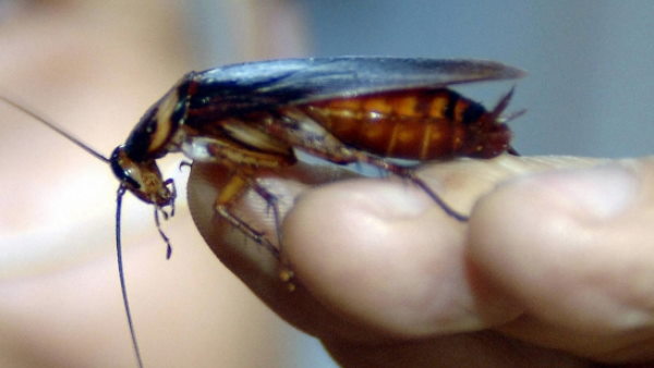 डॉक्टर भी रह गए हैरान