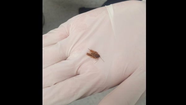 काफी मशक्कत के बाद निकाला जा सका कॉकरोच