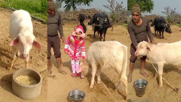 संभवतया झुंझुनूं का पहला मामला संभवतया झुंझुनूं का पहला मामला