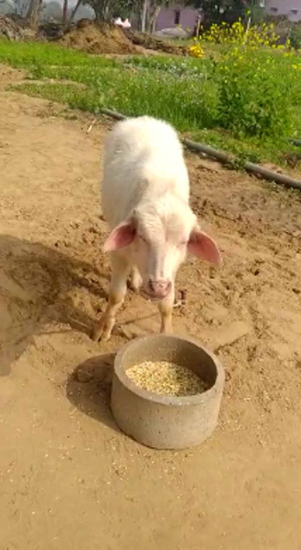 सफेद पाड़ा के उगने लगे करीम कलर के सींग सफेद पाड़ा के उगने लगे करीम कलर के सींग