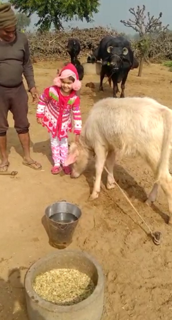 अन्य जानवरों से ज्यादा सर्दी लगती है अन्य जानवरों से ज्यादा सर्दी लगती है