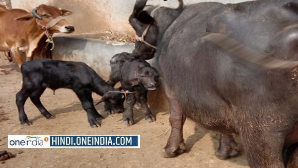 6 व 14 जनवरी को हुआ प्रसव