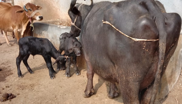 केस स्टडी कर रही डॉक्टरी की टीम