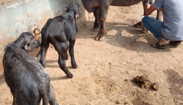 क्या होता है सुपर फैटेशन?