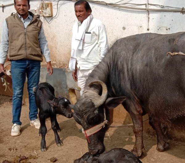 गांव चोली में भैंस ने सात दिन में जन्मे दो पाड़े