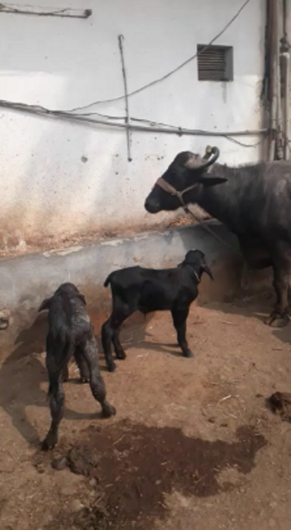 क्या कहते हैं पशु चिकित्सक?