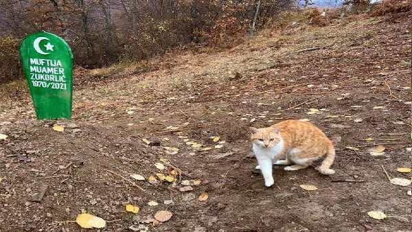 कब्र के पास बैठी बिल्ली की फोटो वायरल कब्र के पास बैठी बिल्ली की फोटो वायरल