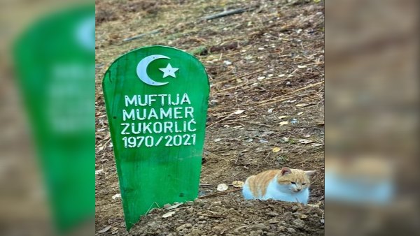 बिल्ली का मालिक के प्रति अटूट प्रेम बिल्ली का मालिक के प्रति अटूट प्रेम