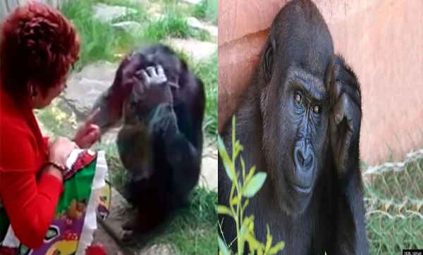 38 साल के चिंपैंजी से महिला को हो गया