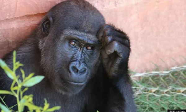 हर दिन आकर चिंपैंजी को करती थी KISS