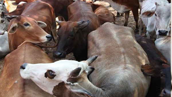 कोर्ट परिसर में गायों ने जमाया डेरा 