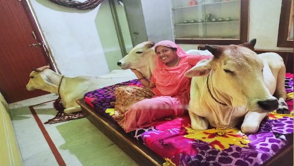 परिवार का गौवंशों से गहरा रिश्ता परिवार का गौवंशों से गहरा रिश्ता