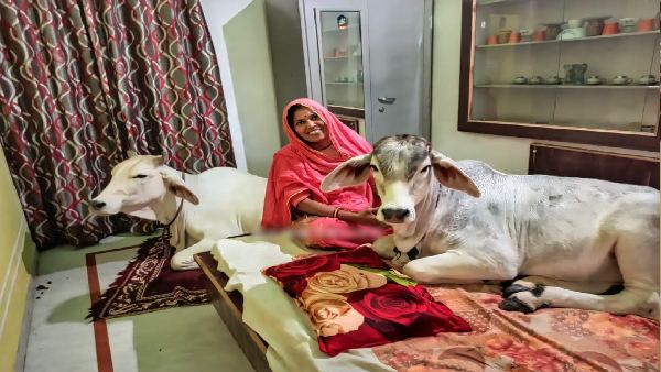 परिवार ने दी गायों को ट्रेनिंग परिवार ने दी गायों को ट्रेनिंग