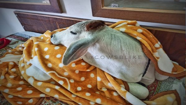 पहली बार घर के अंदर आया था बछड़ा पहली बार घर के अंदर आया था बछड़ा