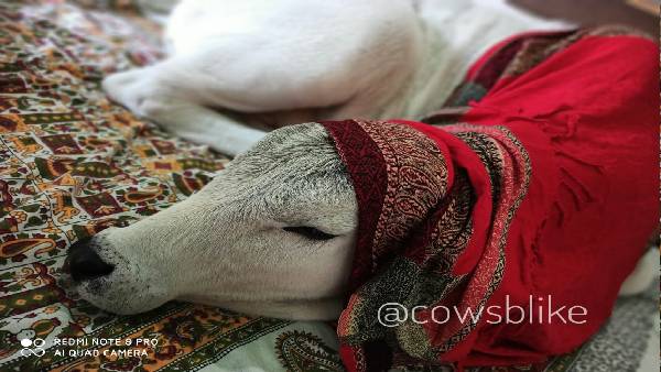 गाय 'गोपी', बछड़ी 'गंगा' और बछड़ा 'पृथु गाय 'गोपी', बछड़ी 'गंगा' और बछड़ा 'पृथु