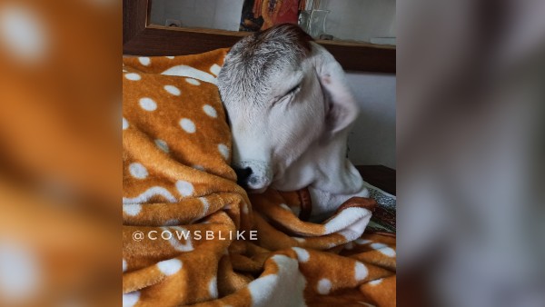 नगर निगम की टीम ने पकड़ा था गायों को नगर निगम की टीम ने पकड़ा था गायों को