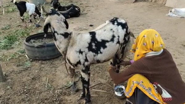 मंगलवार को नीलामी की प्रक्रिया भी पूरी कर ली गई मंगलवार को नीलामी की प्रक्रिया भी पूरी कर ली गई