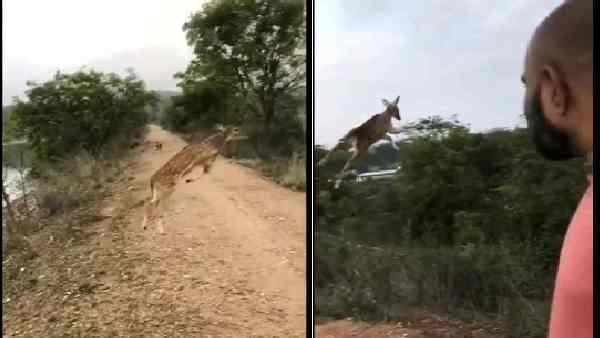 'उड़ने' वाला हिरण देखा है!