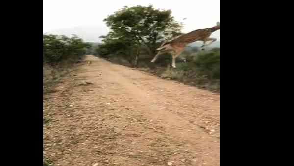 एक ऊंची छलांग और दूर हो गया हिरण