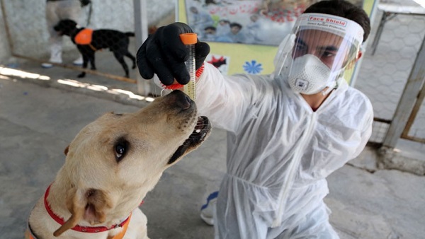 जानें कैसे कुत्ते सूंघकर बताएंगे, आपको कोरोना है या नहीं?