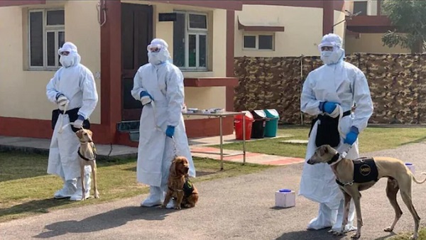 एयरपोर्ट पर कुत्ते सूंघकर बता रहे हैं कोरोना के बारे में?