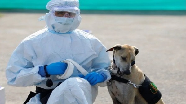 पसीना सूंघकर कुत्ते बता रहे हैं कोरोना संक्रमण के बारे में