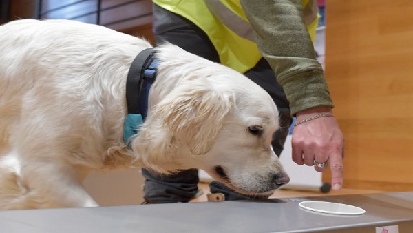 ओमिक्रॉन के बाद सूंघने वाले कुत्तों की बढ़ी डिमांड