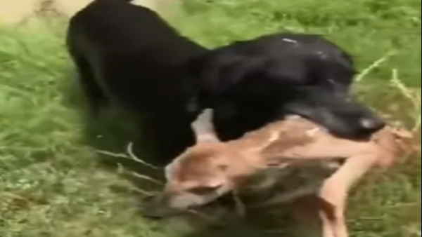 नदी में डूबते हिरन के लिए कुत्‍ता लगा देता है नदी में छलांग 