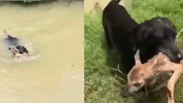 बाहर लाकर कुत्‍ता हिरन के बच्‍चे को निहारता रहता है